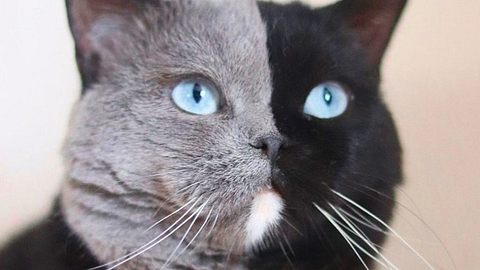 Narnia: Die schönste Katze der Welt hat zwei Gesichter - Foto: https://www.instagram.com/amazingnarnia