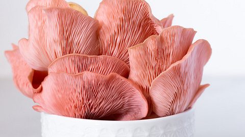 vitalpilze - Foto: iStock